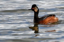 Grand Lavier  D500 21-05-12 092  NI  Photos ACG 2021