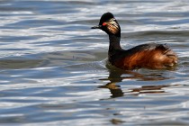 Grand Lavier  D500 21-05-12 095  NI  Photos ACG 2021