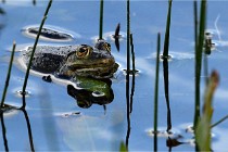 Grand Lavier  D500 21-05-12 177  NI  Photos ACG 2021