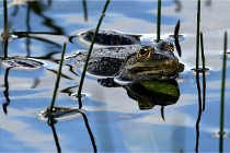 Grand Lavier  D500 21-05-12 179  NI  Photos ACG 2021