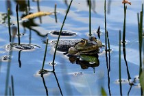 Grand Lavier  D500 21-05-12 189  NI  Photos ACG 2021