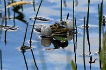 Grand Lavier  D500 21-05-12 191  NI  Photos ACG 2021