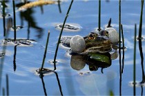 Grand Lavier  D500 21-05-12 192  NI  Photos ACG 2021