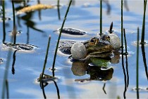 Grand Lavier  D500 21-05-12 196  NI  Photos ACG 2021