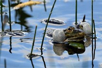 Grand Lavier  D500 21-05-12 197  NI  Photos ACG 2021