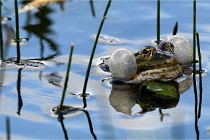 Grand Lavier  D500 21-05-12 199  NI  Photos ACG 2021