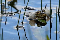 Grand Lavier  D500 21-05-12 204  NI  Photos ACG 2021