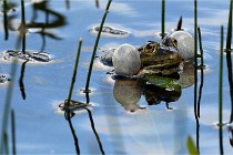 Grand Lavier  D500 21-05-12 205  NI  Photos ACG 2021