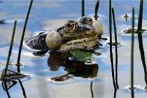 Grand Lavier  D500 21-05-12 208  NI  Photos ACG 2021