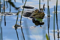 Grand Lavier  D500 21-05-12 211  NI  Photos ACG 2021