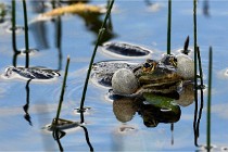 Grand Lavier  D500 21-05-12 226  NI  Photos ACG 2021