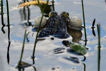 Grand Lavier  D500 21-05-12 246  NI  Photos ACG 2021