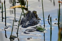 Grand Lavier  D500 21-05-12 248  NI  Photos ACG 2021