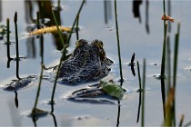 Grand Lavier  D500 21-05-12 254  NI  Photos ACG 2021