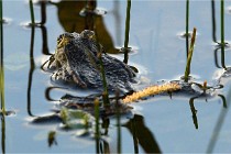 Grand Lavier  D500 21-05-12 259  NI  Photos ACG 2021