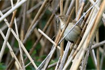 Grand Lavier  D500 21-05-12 263  NI  Photos ACG 2021