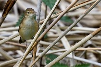 Grand Lavier  D500 21-05-12 271  NI  Photos ACG 2021