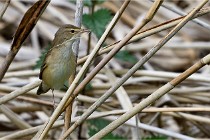 Grand Lavier  D500 21-05-12 272  NI  Photos ACG 2021