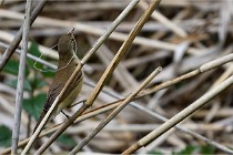 Grand Lavier  D500 21-05-12 276  NI  Photos ACG 2021