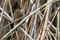 Grand Lavier  D500 21-05-12 292  NI  Photos ACG 2021