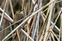 Grand Lavier  D500 21-05-12 297  NI  Photos ACG 2021