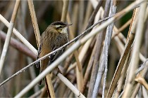 Grand Lavier  D500 21-05-12 307  NI  Photos ACG 2021