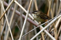 Grand Lavier  D500 21-05-12 311  NI  Photos ACG 2021