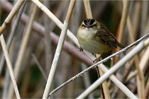 Grand Lavier  D500 21-05-12 312  NI  Photos ACG 2021