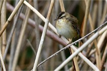 Grand Lavier  D500 21-05-12 321  NI  Photos ACG 2021