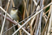 Grand Lavier  D500 21-05-12 334  NI  Photos ACG 2021