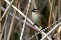 Grand Lavier  D500 21-05-12 339  NI  Photos ACG 2021