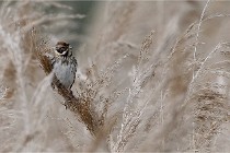 Grand Lavier  D500 21-05-12 348  NI  Photos ACG 2021