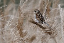 Grand Lavier  D500 21-05-12 352  NI  Photos ACG 2021