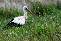 Grand Lavier  D500 21-05-12 358  NI  Photos ACG 2021