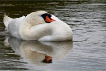 Grand Lavier  D500 21-05-12 363  NI  Photos ACG 2021