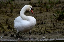 Grand Lavier  D500 21-05-12 369  NI  Photos ACG 2021