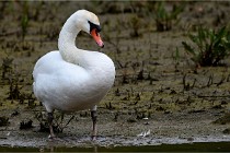 Grand Lavier  D500 21-05-12 372  NI  Photos ACG 2021