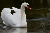 Grand Lavier  D500 21-05-12 375  NI  Photos ACG 2021