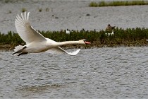 Grand Lavier  D500 21-05-12 397  NI  Photos ACG 2021