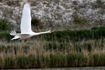 Grand Lavier  D500 21-05-12 411  NI  Photos ACG 2021