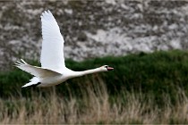 Grand Lavier  D500 21-05-12 412  NI  Photos ACG 2021