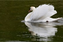 Grand Lavier  D500 21-05-12 418  NI  Photos ACG 2021