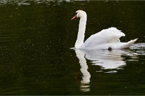 Grand Lavier  D500 21-05-12 423  NI  Photos ACG 2021