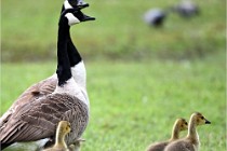 Grouchy  D6 21-05-18 006   Photo ACG