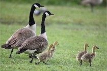 Grouchy  D6 21-05-18 007   Photo ACG