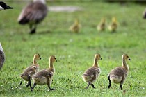 Grouchy  D6 21-05-18 008   Photo ACG