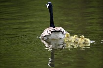 Grouchy  D6 21-05-18 011   Photo ACG