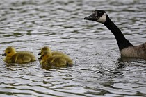 Grouchy  D6 21-05-18 019   Photo ACG