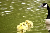 Grouchy  D6 21-05-18 025   Photo ACG