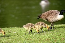 Grouchy  D6 21-05-18 075   Photo ACG